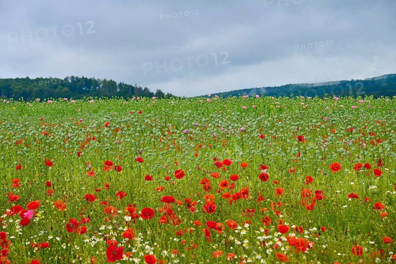 Wide field with red poppies (Papaver rhoeas), under a grey sky, summer, Germerode, Geo nature park Park Frau-Holle-Land, Hoher Meissner, Hesse, Germany