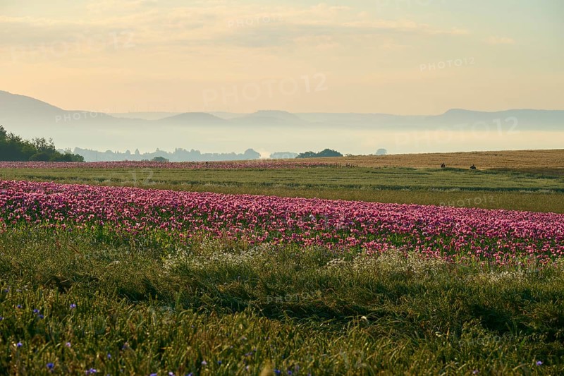 Opium poppy (Papaver somniferum), wide landscape with blooming poppy fields in the soft morning light, summer, Germerode, Geo nature park Park Frau-Holle-Land, Hoher Meissner, Hesse, Germany