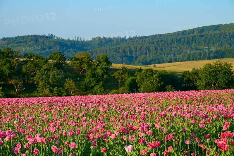 Opium poppy (Papaver somniferum), flowering poppy field in front of rolling green hills under a clear sky, summer, Germerode, Geo nature park Park Frau-Holle-Land, Hoher Meissner, Hesse, Germany
