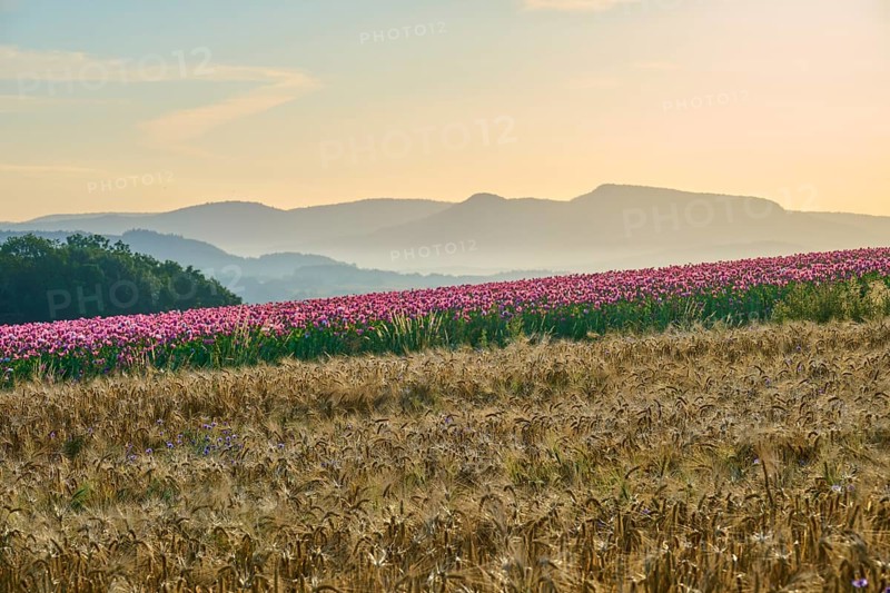 Opium poppy (Papaver somniferum), flowering poppy field next to golden grain field in the soft morning light, summer, Germerode, Geo nature park Park Frau-Holle-Land, Hoher Meissner, Hesse, Germany
