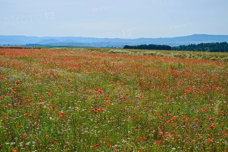Colourful wildflowers in front of a range of hills, a lively and picturesque view of nature, summer, Germerode, Geo nature park Park Frau-Holle-Land, Hoher Meissner, Hesse, Germany