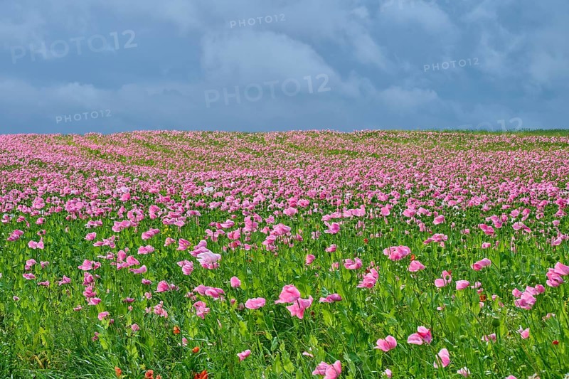 Opium poppy (Papaver somniferum), a field full of pink flowering poppies under a cloudy sky, summer, Germerode, Geo nature park Park Frau-Holle-Land, Hoher Meissner, Hesse, Germany