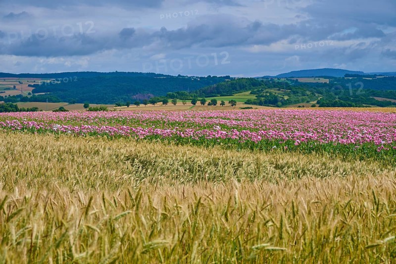 A wide landscape with pink opium poppy (Papaver somniferum), and corn fields under a cloudy sky, summer, Germerode, Geo nature park Park Frau-Holle-Land, Hoher Meissner, Hesse, Germany