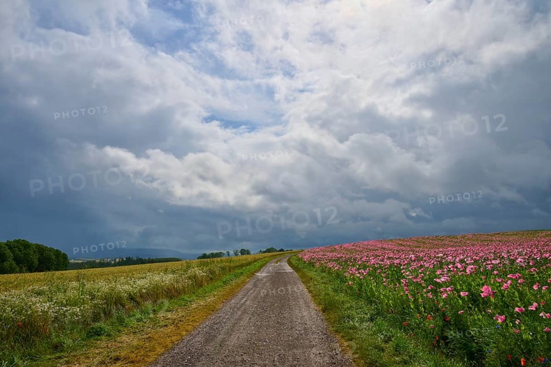 A country lane, adjacent to a field of opium poppy (Papaver somniferum), and grain field, under a cloudy sky, summer, Germerode, Geo nature park Park Frau-Holle-Land, Hoher Meissner, Hesse, Germany