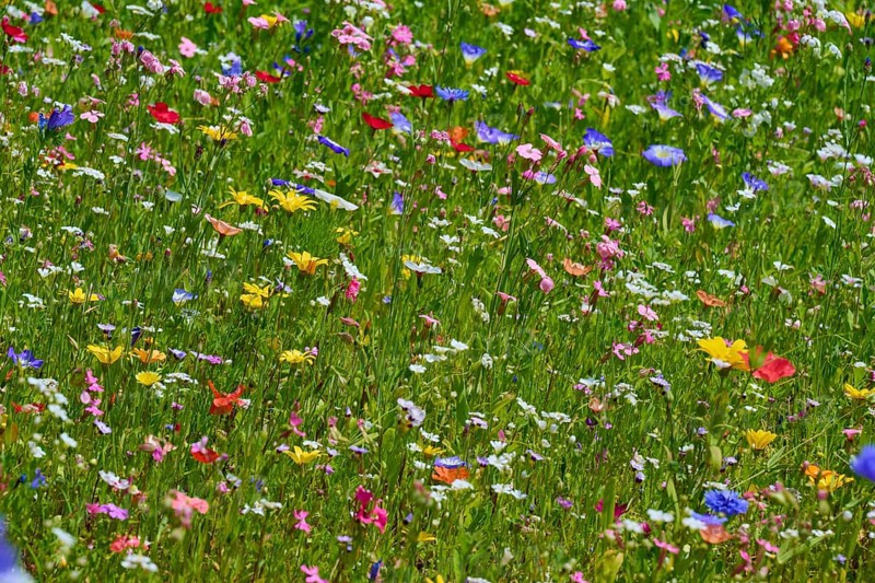 Lively meadow with colourful wildflowers, summer, Germerode, Geo nature park Park Frau-Holle-Land, Hoher Meissner, Hesse, Germany