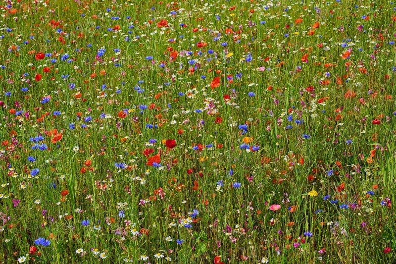 Lush meadow with a variety of colourful wildflowers in a natural setting, summer, Germerode, Geo nature park Park Frau-Holle-Land, Hoher Meissner, Hesse, Germany