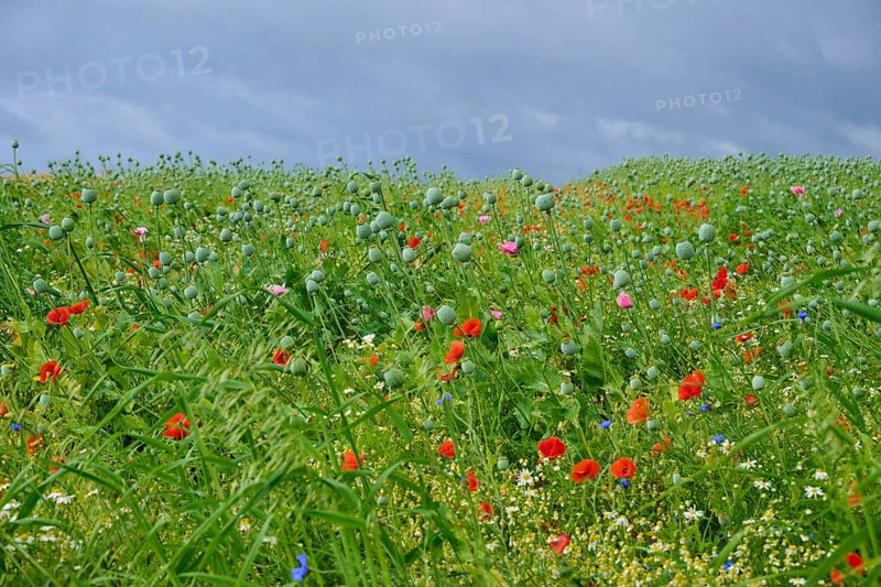 Meadow with red poppies, poppy capsules and other wildflowers under a cloudy sky, summer, Germerode, Geo nature park Park Frau-Holle-Land, Hoher Meissner, Hesse, Germany