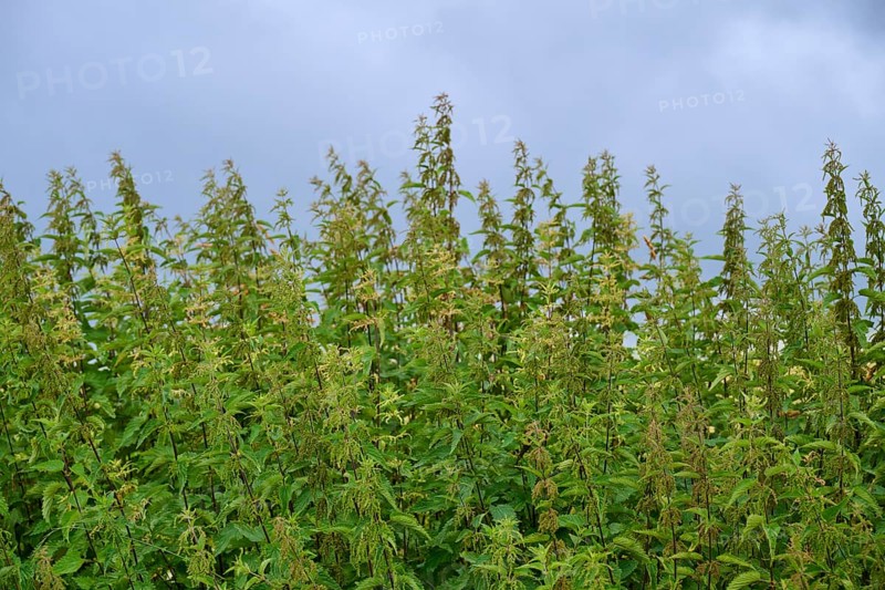 Tall nettles (Urtica), under a cloudy sky in a meadow, summer, Germerode, Geo nature park Park Frau-Holle-Land, Hoher Meissner, Hesse, Germany