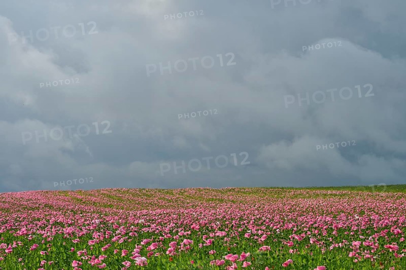 Opium poppy (Papaver somniferum), cloudy sky, summer, Germerode, Geo nature park Park Frau-Holle-Land, Hoher Meissner, Hesse, Germany