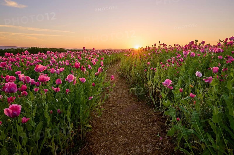 Opium poppy (Papaver somniferum), field of poppy capsules through which a narrow path leads, at sunrise, summer, Germerode, Geo nature park Park Frau-Holle-Land, Hoher Meissner, Hesse, Germany