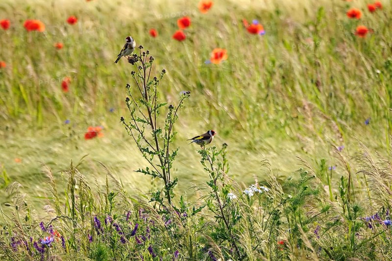Beautiful poppy field and goldfinches, June, Germany