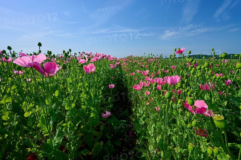 Opium poppy (Papaver somniferum), field full of pink blooming poppies with a narrow footpath, summer, Germerode, Geo nature park Park Frau-Holle-Land, Hoher Meissner, Hesse, Germany