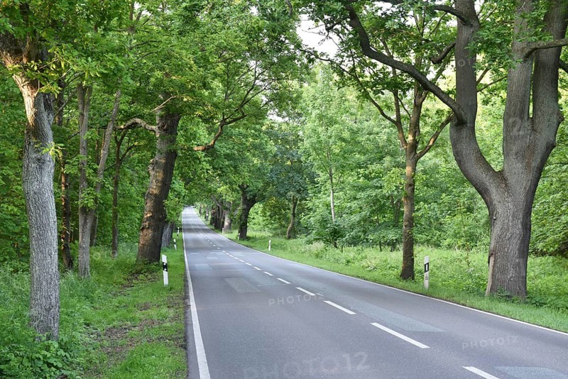 Oak avenue, oaks (Quercus robur) on the island of Rügen, Mecklenburg-Western Pomerania, Germany