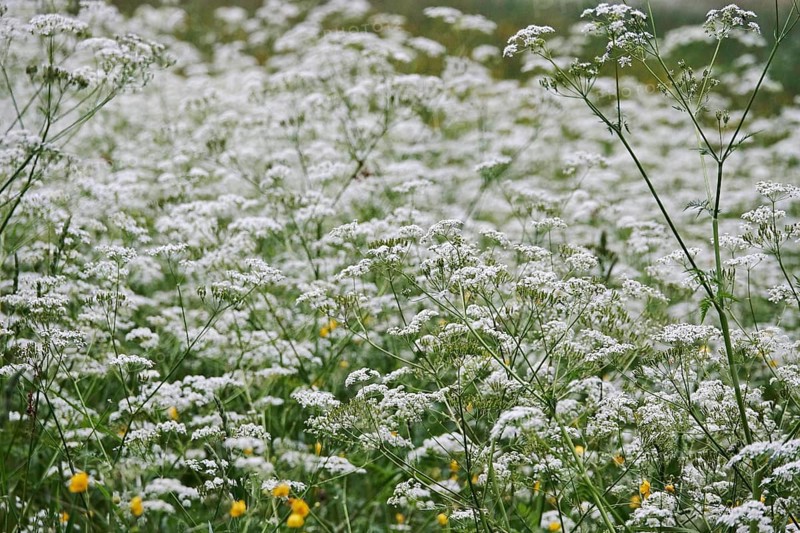 Meadow chervil (Anthriscus sylvestris), May, Germany