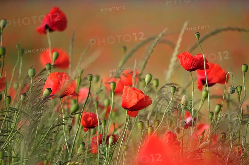 Beautiful picturesque poppy field, June, Germany