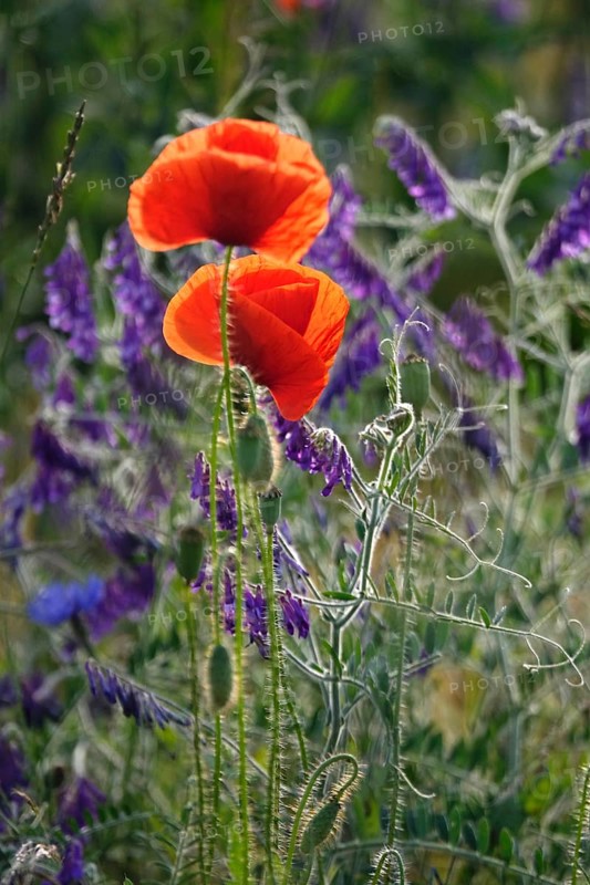 Beautiful picturesque poppy field, June, Germany