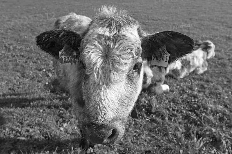 Cow calf looking into the camera, Weitnau, Allgäu, Bavaria, Germany