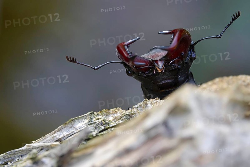 Fascinating stag beetle (Lucanus cervus), insect of the year 2012, June, Saxony, Germany