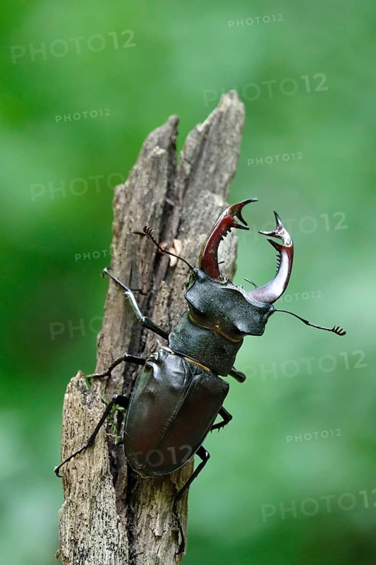 Fascinating stag beetle (Lucanus cervus), insect of the year 2012, June, Saxony, Germany