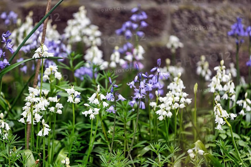 Bluebells, blue and white, Heligoland Island, Schleswig-Holstein, Germany