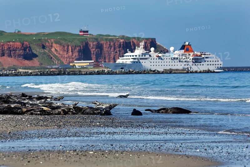 Grey seals (Halichoerus grypus) lying on the beach of the Heligoland dune, cruise ship in front of cliffs, mass tourism, Heligoland, North Sea, Schleswig-Holstein, Germany