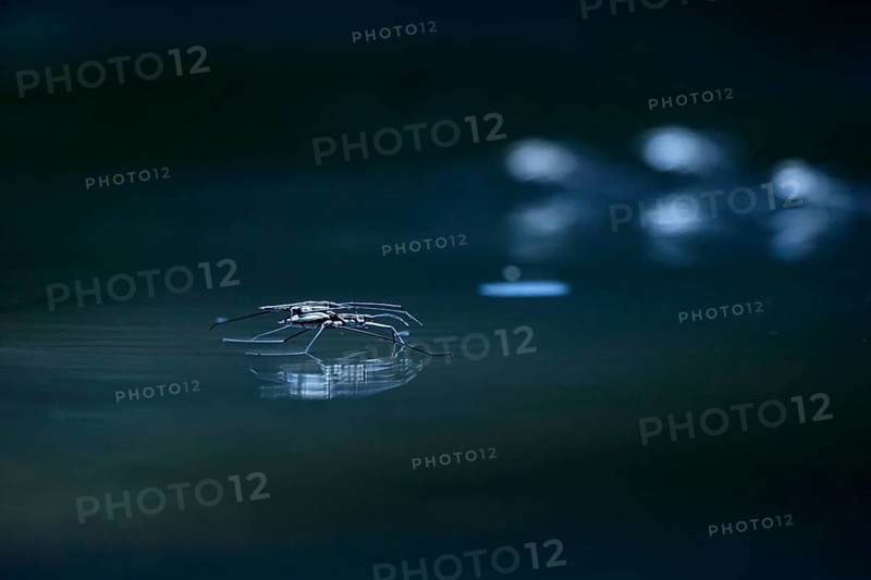 Insect Water strider (Gerridae) on a river, June, Saxony, Germany