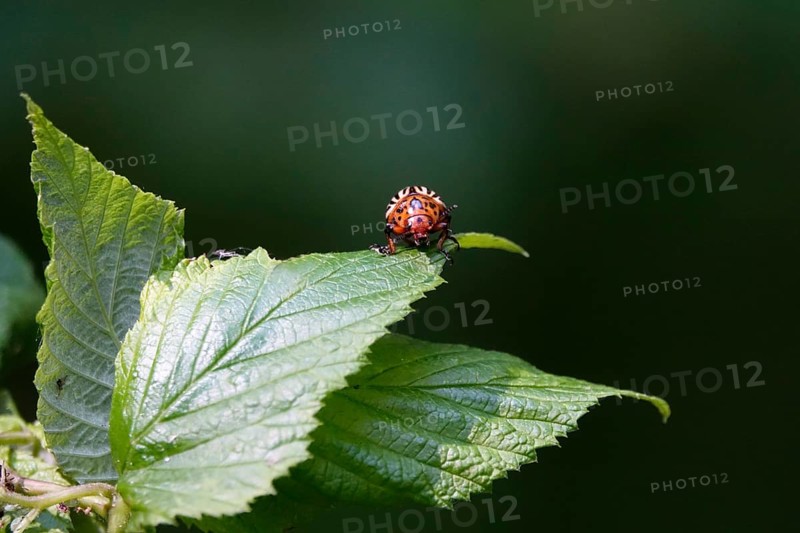 Colorado potato beetle, June, Germany