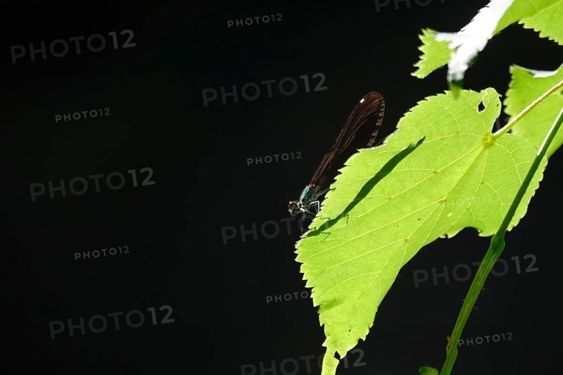 Dragonfly with shadow on a leaf, June, Germany
