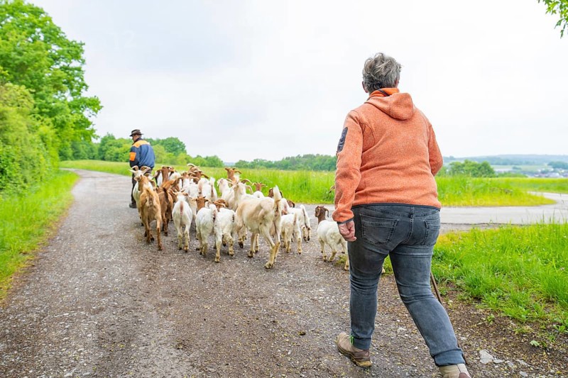Man and woman accompany a herd of goats on a path in rural surroundings, Gechingen forest pasture, compensation project for the Hermann Hesse railway to create ecological habitats for endangered species, Calw district, Germany
