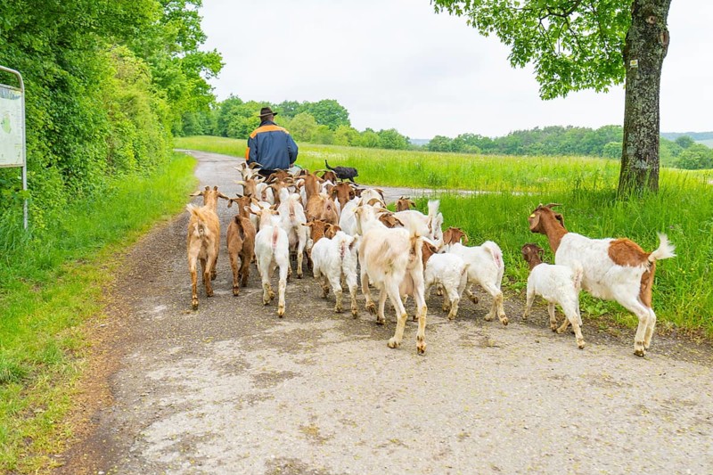 Shepherd leads goats along a quiet country lane through the landscape, Gechingen forest pasture, compensation project for the Hermann Hesse railway to create ecological habitats for endangered species, Calw district, Germany