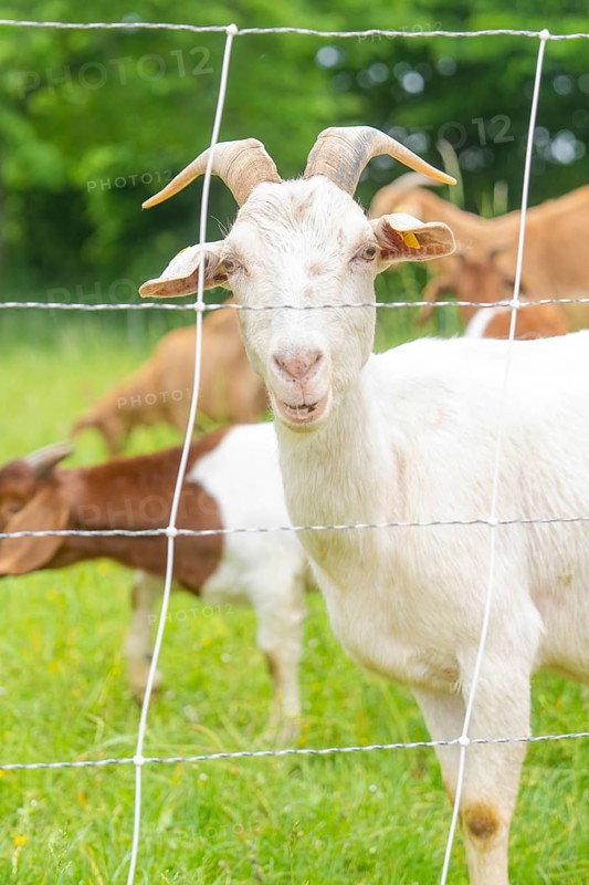White goat portrait behind a fence on a green pasture, Waldweide Gechingen, compensation project for the Hermann Hesse railway to create ecological habitats for endangered species, district of Calw, Germany