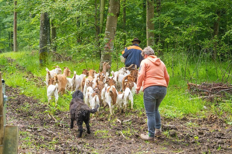 Two people and a dog follow a herd of goats along a forest path, Waldweide Gechingen, compensation project for the Hermann Hesse railway to create ecological habitats for endangered species, district of Calw, Germany