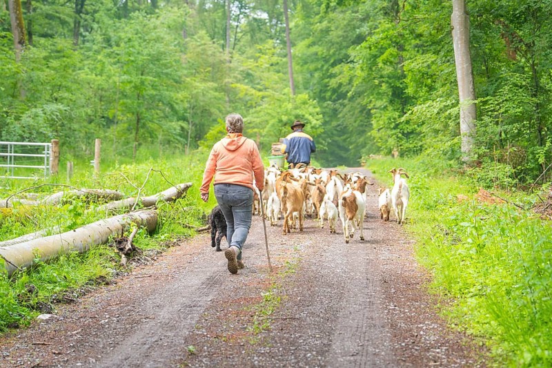 Two people and a dog driving a herd of goats along a forest path, Waldweide Gechingen, compensation project for the Hermann Hesse railway to create ecological habitats for endangered species, district of Calw, Germany