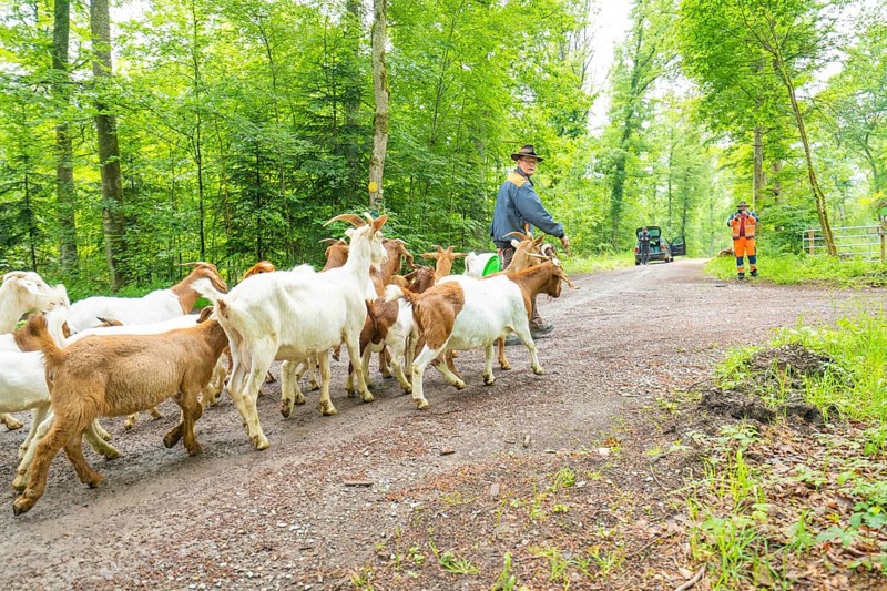 Herd of goats being led by people along a forest path, a vehicle in the background, Gechingen forest pasture, compensation project for the Hermann Hesse railway to create ecological habitats for endangered species, Calw district, Germany