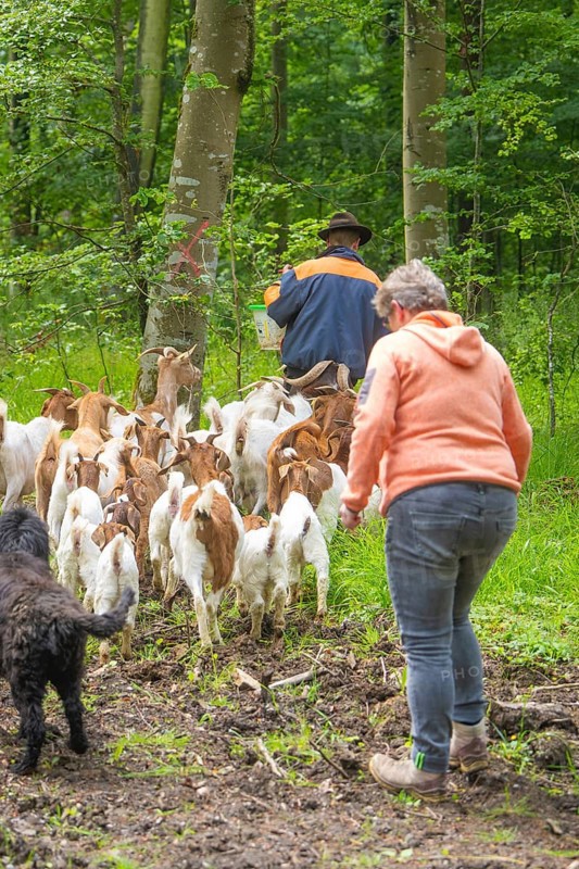 Two people and a dog drive a group of goats through the forest, Waldweide Gechingen, compensation project for the Hermann Hesse railway to create ecological habitats for endangered species, district of Calw, Germany