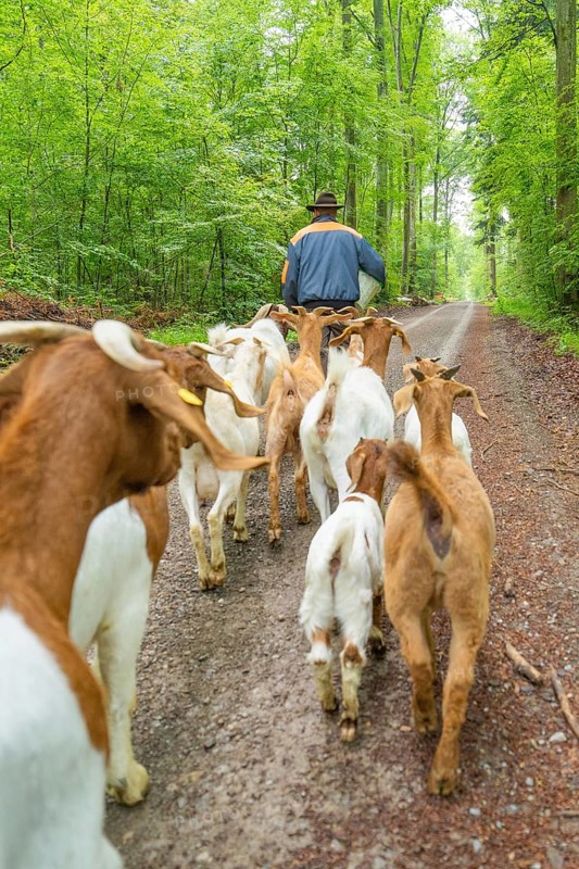 Group of goats following a man through a green forest path, forest pasture Gechingen, compensation project for the Hermann Hesse railway to create ecological habitats for endangered species, district of Calw, Germany