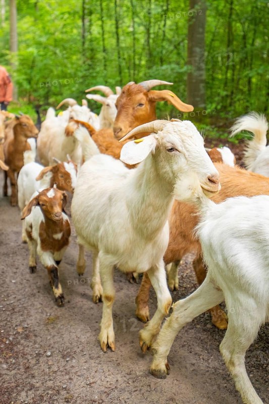 Herd of goats moving along a forest path in a peaceful environment, Waldweide Gechingen, compensation project for the Hermann Hesse railway to create ecological habitats for endangered species, district of Calw, Germany