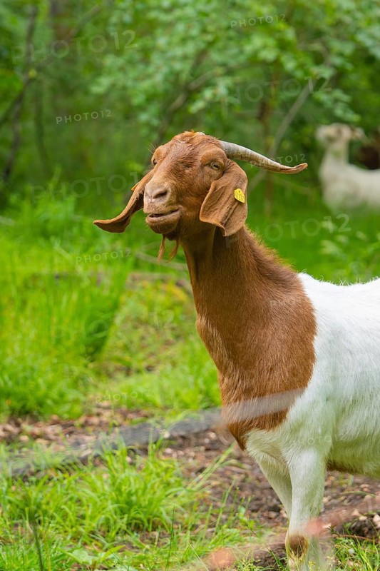 Goat with brown and white fur smiling on a green meadow, Gechingen forest pasture, compensation project for the Hermann Hesse railway to create ecological habitats for endangered species, Calw district, Germany