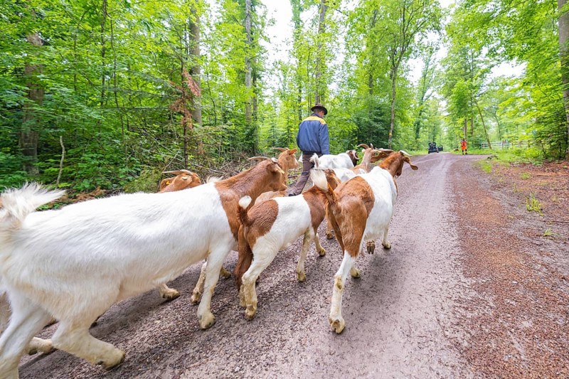 Herd of goats being led along a forest path by a person in daylight, Gechingen forest pasture, compensation project for the Hermann Hesse railway to create ecological habitats for endangered species, Calw district, Germany
