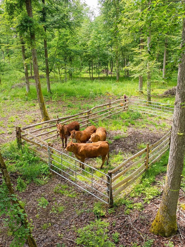 Herd of cattle in a fenced area within a forest, forest pasture Gechingen, compensation project for the Hermann Hesse railway to create ecological habitats for endangered species, district of Calw, Germany