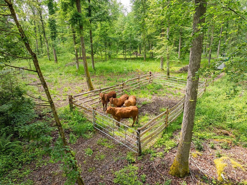 Cows in a fence in a green forest area, forest pasture Gechingen, compensation project for the Hermann Hesse railway to create ecological habitats for endangered species, district of Calw, Germany