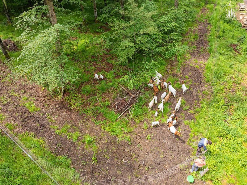 People feeding a herd of goats in the forest, Gechingen forest pasture, compensation project for the Hermann Hesse railway to create ecological habitats for endangered species, Calw district, Germany