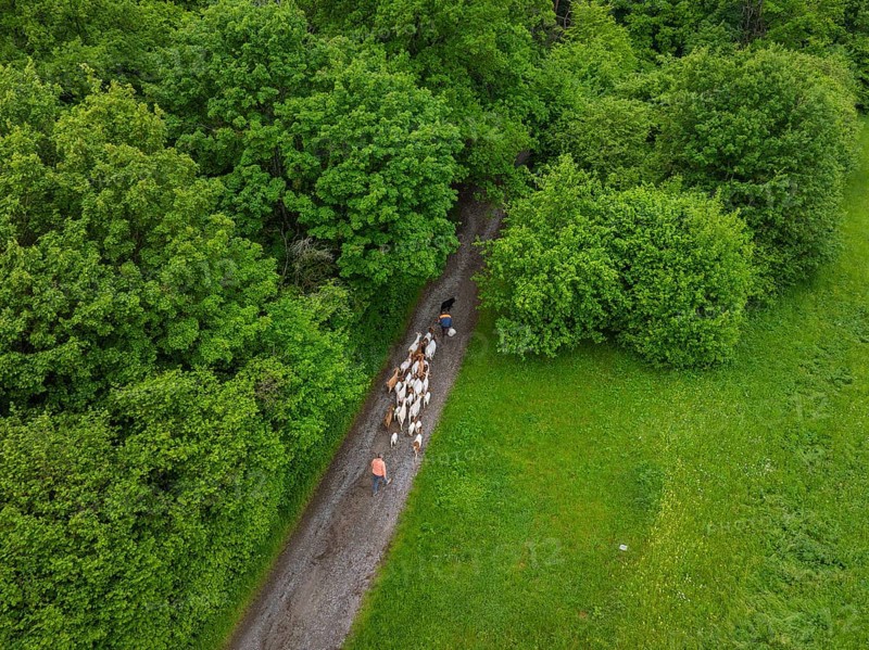 Aerial view of a flock of sheep on a forest path surrounded by dense greenery, Gechingen forest pasture, compensation project for the Hermann Hesse railway to create ecological habitats for endangered species, Calw district, Germany