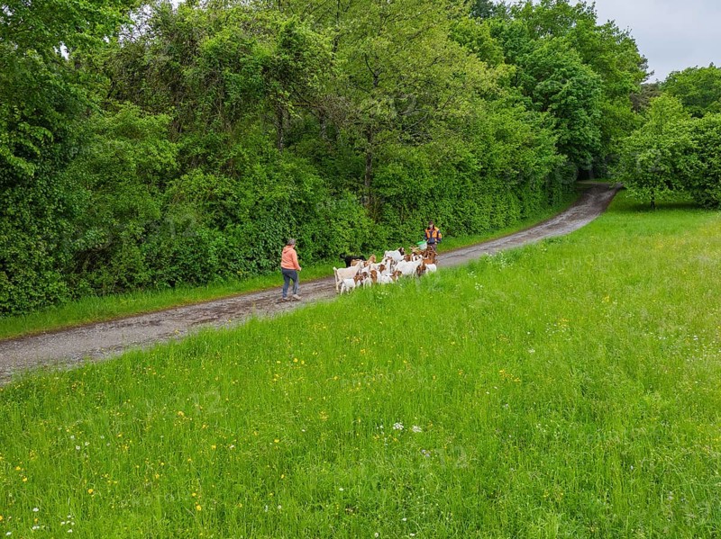 Goats followed by people on a path through green fields, forest pasture Gechingen, compensation project for the Hermann Hesse railway to create ecological habitats for endangered species, district of Calw, Germany
