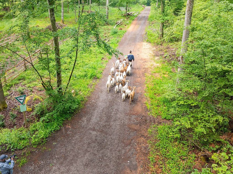 A person drives a herd of goats along a forest path, forest pasture Gechingen, compensation project for the Hermann Hesse railway to create ecological habitats for endangered species, district of Calw, Germany