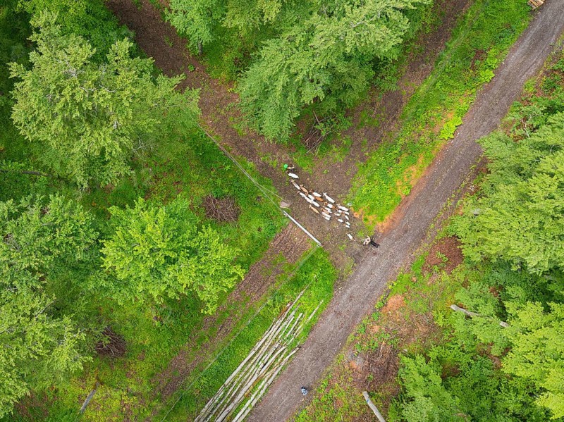 Aerial view of a flock of sheep on a forest path next to rows of trees and dense greenery, Gechingen forest pasture, compensation project for the Hermann Hesse railway to create ecological habitats for endangered species, Calw district, Germany