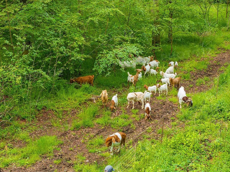 Herd of goats grazing along a forest path, Gechingen forest pasture, compensation project for the Hermann Hesse railway to create ecological habitats for endangered species, Calw district, Germany