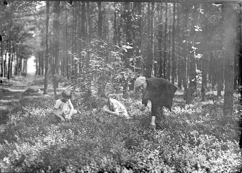 Father and children picking berries in the forest, 1920s, Two children and a woman collecting plants in a dense forest, quiet atmosphere, Historical photo