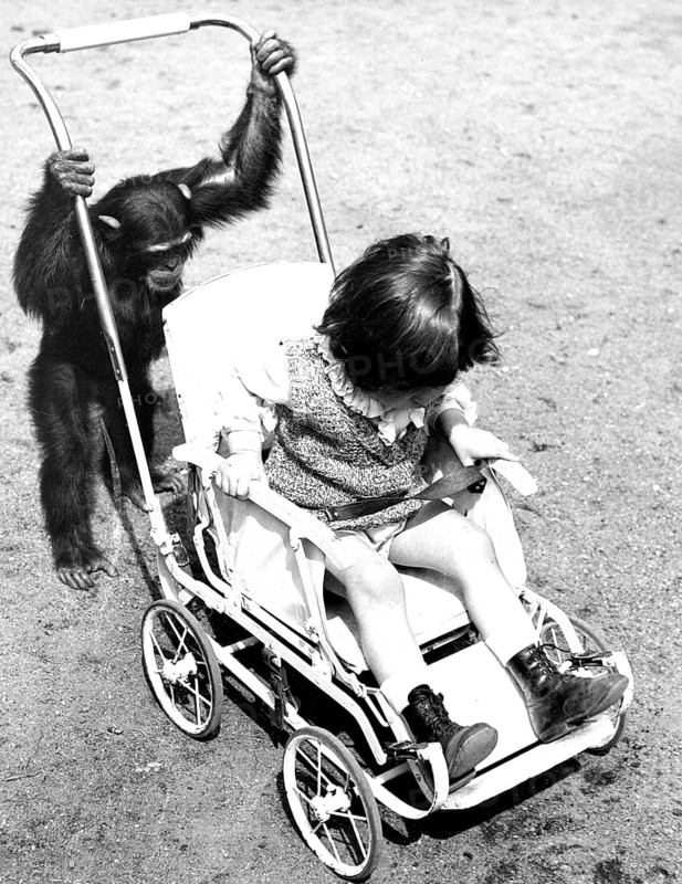 Pram perambulator baby carriage, 1930s, A chimpanzee pushing a pram with a child in it on a road, Historical photo