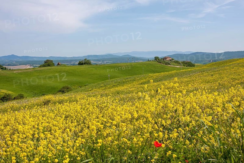 Rape field in bloom in a hilly landscape under a blue sky, Tuscany, Italy
